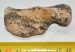Monachopsis pontica seal partial humerus bone