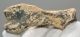 Monachopsis pontica seal partial humerus bone