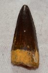  Spinosaurus aegyptiacus tooth from Taouz (41 mm)