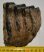 Mammuthus meridionalis részleges fog (769 gramm) ELFOGYOTT (EB) 04