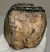 Mammuthus meridionalis részleges fog (769 gramm) ELFOGYOTT (EB) 04