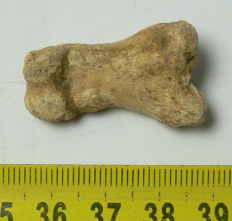 Ursus spelaeus toe bone (34 mm) proximal phalanges