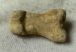 Ursus spelaeus toe bone (34 mm) proximal phalanges