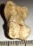 Ursus spelaeus toe bone (34 mm) proximal phalanges