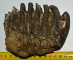 Mammuthus meridionalis részleges fog (1119 gramm)