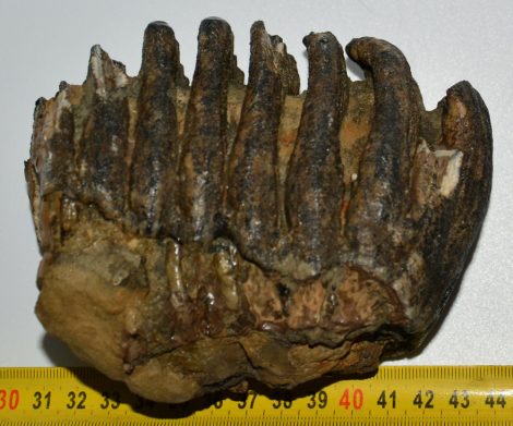 Mammuthus meridionalis partial tooth (1119 grams)