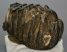 Mammuthus meridionalis részleges fog (1119 gramm)
