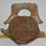 Mammuthus primigenius részleges nyakcsigolya csont