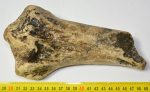 Woolly rhino partial radius bone 