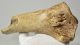 Woolly rhino partial radius bone 