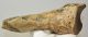 Woolly rhino partial radius bone 