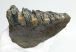 Mammuthus meridionalis tooth (618 grams)  Southern mammoth molar