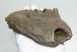 Mammuthus meridionalis tooth (618 grams)  Southern mammoth molar