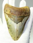   Otodus megalodon fossil shark tooth (119 mm) Carcharocles megalodon