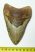 Otodus megalodon cápa fog (119 mm) Carcharocles megalodon