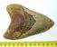 Otodus megalodon cápa fog (119 mm) Carcharocles megalodon