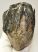 Mammuthus meridionalis részleges fog (1766 gramm)