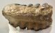 Mammuthus meridionalis részleges fog (1766 gramm)