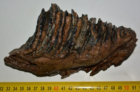 Mammuthus primigenius részleges fog (870 gramm) ELFOGYOTT (LL B) 02