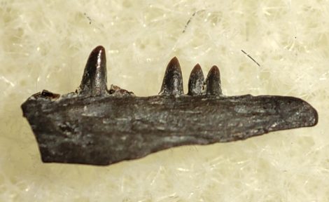 Captorhinus sp. részleges állkapocs Oklahomából
