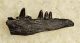 Captorhinus sp. partial jaw from Oklahoma