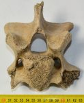 Bison priscus partial neck vertebra