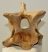 Bison priscus partial neck vertebra