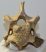 Bison priscus partial neck vertebra