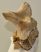 Bison priscus partial neck vertebra