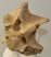 Bison priscus partial neck vertebra