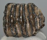 Mammuthus meridionalis részleges fog (318 grams)