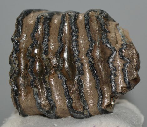 Mammuthus meridionalis részleges fog (318 grams)