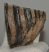 Mammuthus meridionalis részleges fog (318 grams)