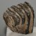 Mammuthus meridionalis részleges fog (318 grams)