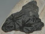Annularia stellata fossil from Spain