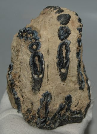 Mammuthus sp. részleges fog (1060 gramm)