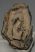 Mammuthus sp. részleges fog (1060 gramm)