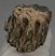 Mammuthus sp. részleges fog (1060 gramm)