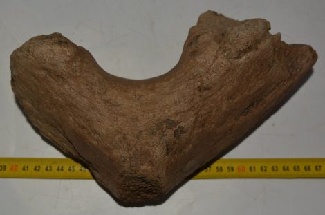 Mammuthus sp. részleges állkapocs csont (2380 gramm) Mammuthus sp. részleges állkapocs csont (2380 gramm)