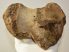 Mammuthus cf. meridionalis partial calcaneus bone