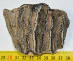   Mammuthus meridionalis tooth (260 grams) Southern Mammoth molar