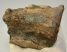 Mammuthus meridionalis tooth (260 grams) Southern Mammoth molar