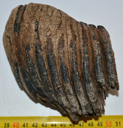 Mammuthus primigenius partial tooth (929 grams)