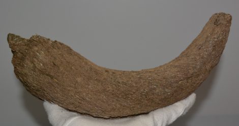 Bison sp. részleges szarvcsap csont (269 mm)