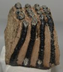 Mammuthus meridionalis partial tooth (1859 grams)