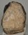 Mammuthus meridionalis partial tooth (1859 grams)