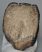 Mammuthus meridionalis partial tooth (1859 grams)