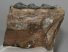 Mammuthus meridionalis partial tooth (1859 grams)
