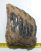 Rendellenes Mammuthus meridionalis részleges fog (1015 gramm)