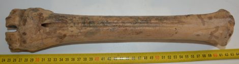 Megaloceros giganteus metatarsus bone (370 mm)